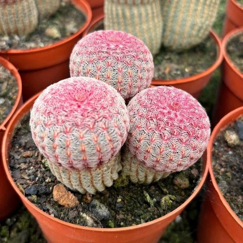 Echinocereus rigidissmus rubispinus Rainbow Hedgehog Cactus Succulent Plants