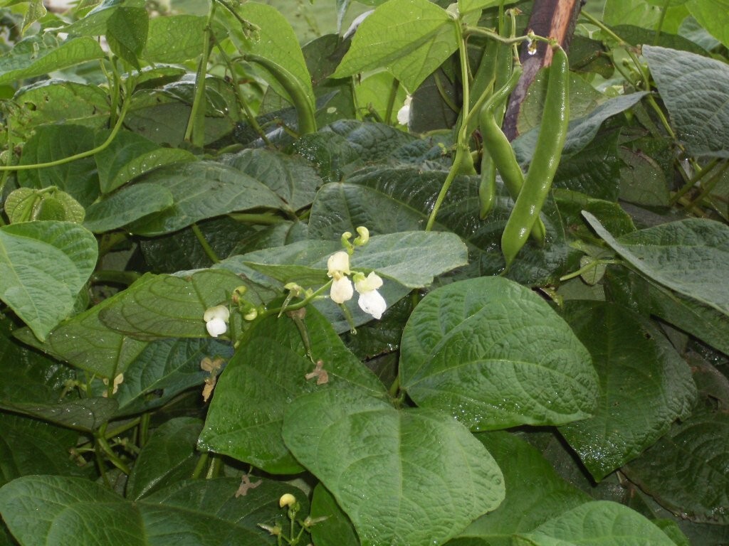 Seeds (50 or 100) Colombian Red Cargamanto Heirloom Bean Phaseolus vulgaris
