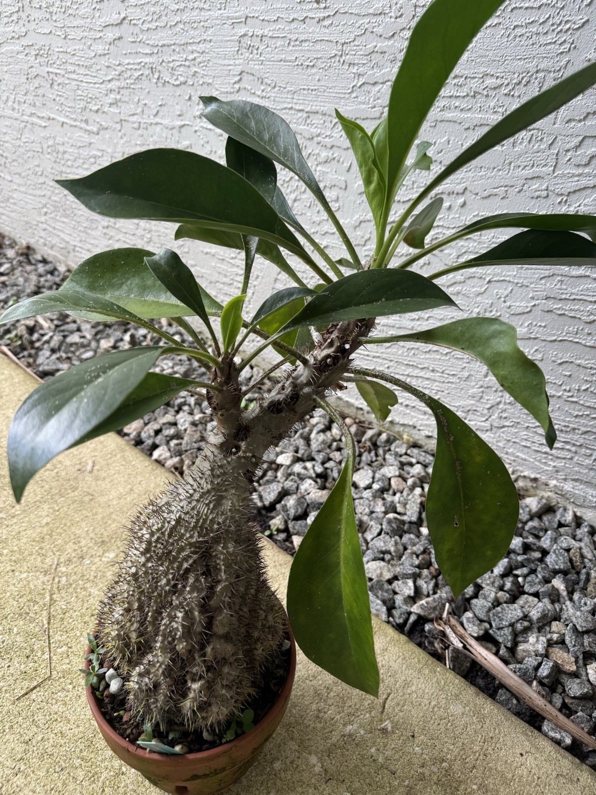 Ant Plant Myrmecodia platytyrea ssp. antoinii seedling