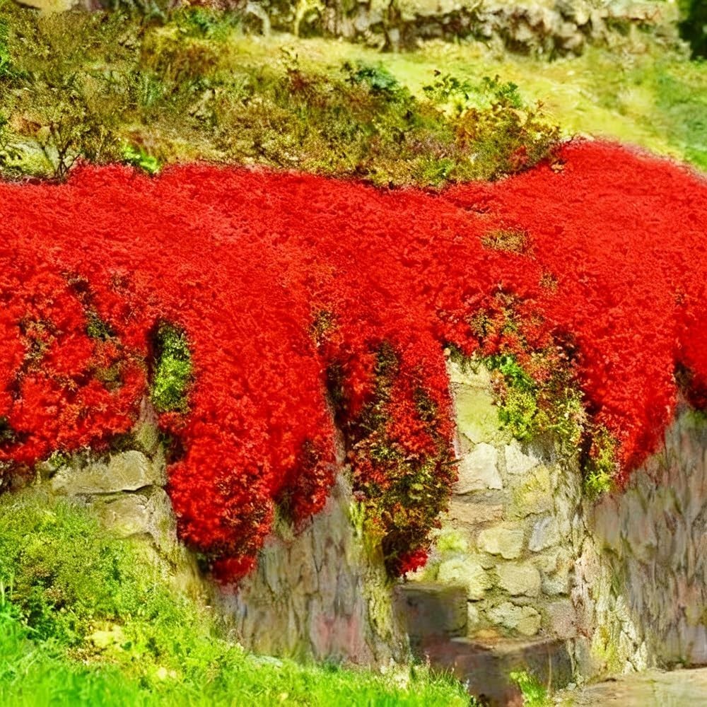 20000+ Red Creeping Thyme Seeds Ground Cover Plant Seeds Perennial- Non-GMO Heir