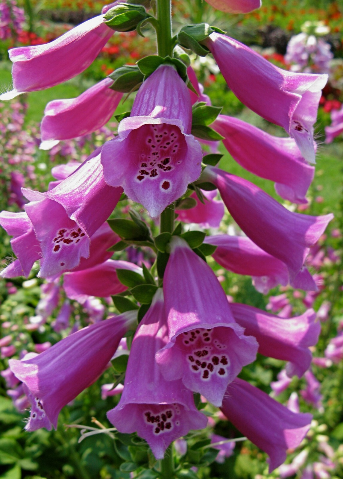 1000 Foxglove Seeds – Heirloom Non-GMO Digitalis purpurea herb