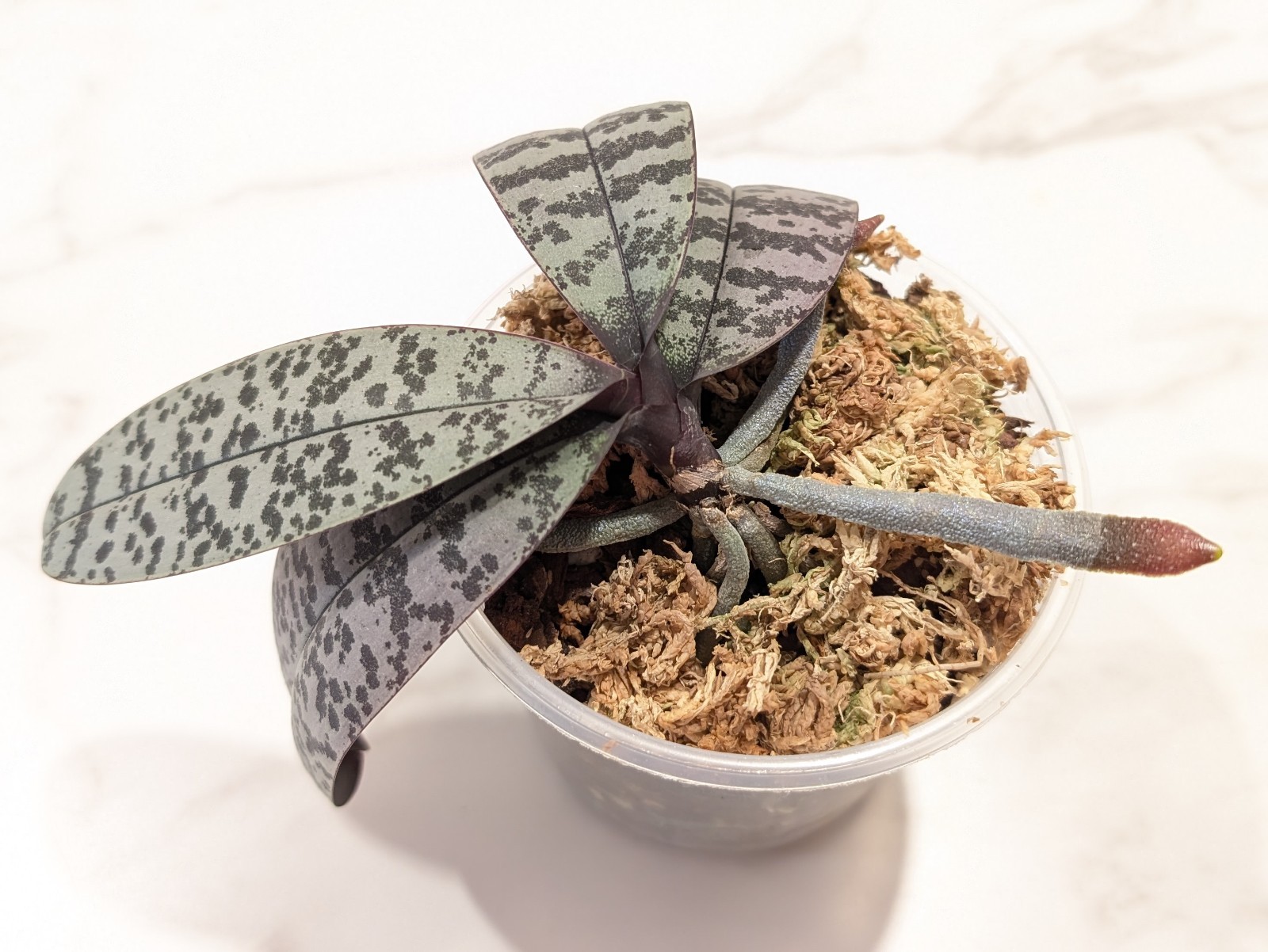 Phalaenopsis SCHILLERIANA, EXACT plant, 4″ pot, bloom size, variegated orchid