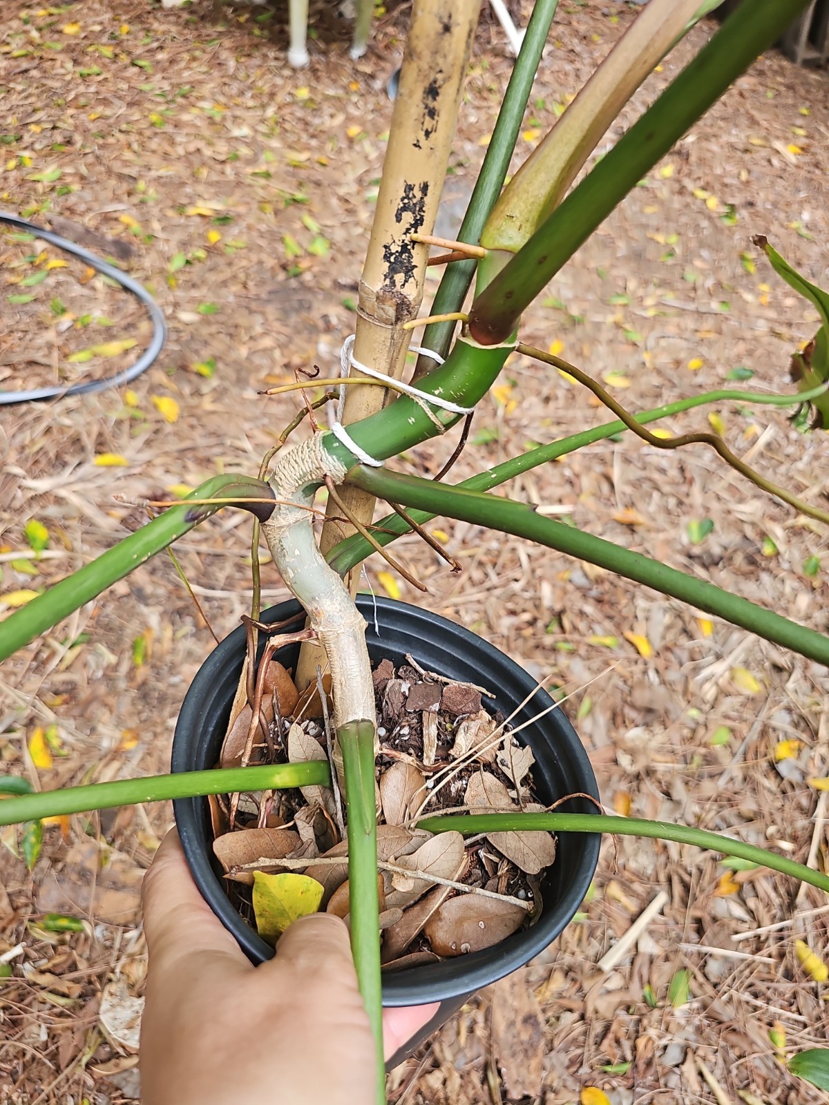 XXL Mature Variegated Philodendron Mexicanum Rugosum Aroid