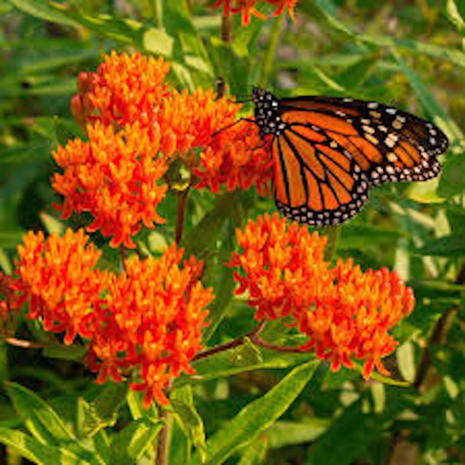 10 Butterfly Weed Plant Asclepias Tuberosa Milkweed Bare root Wildflower