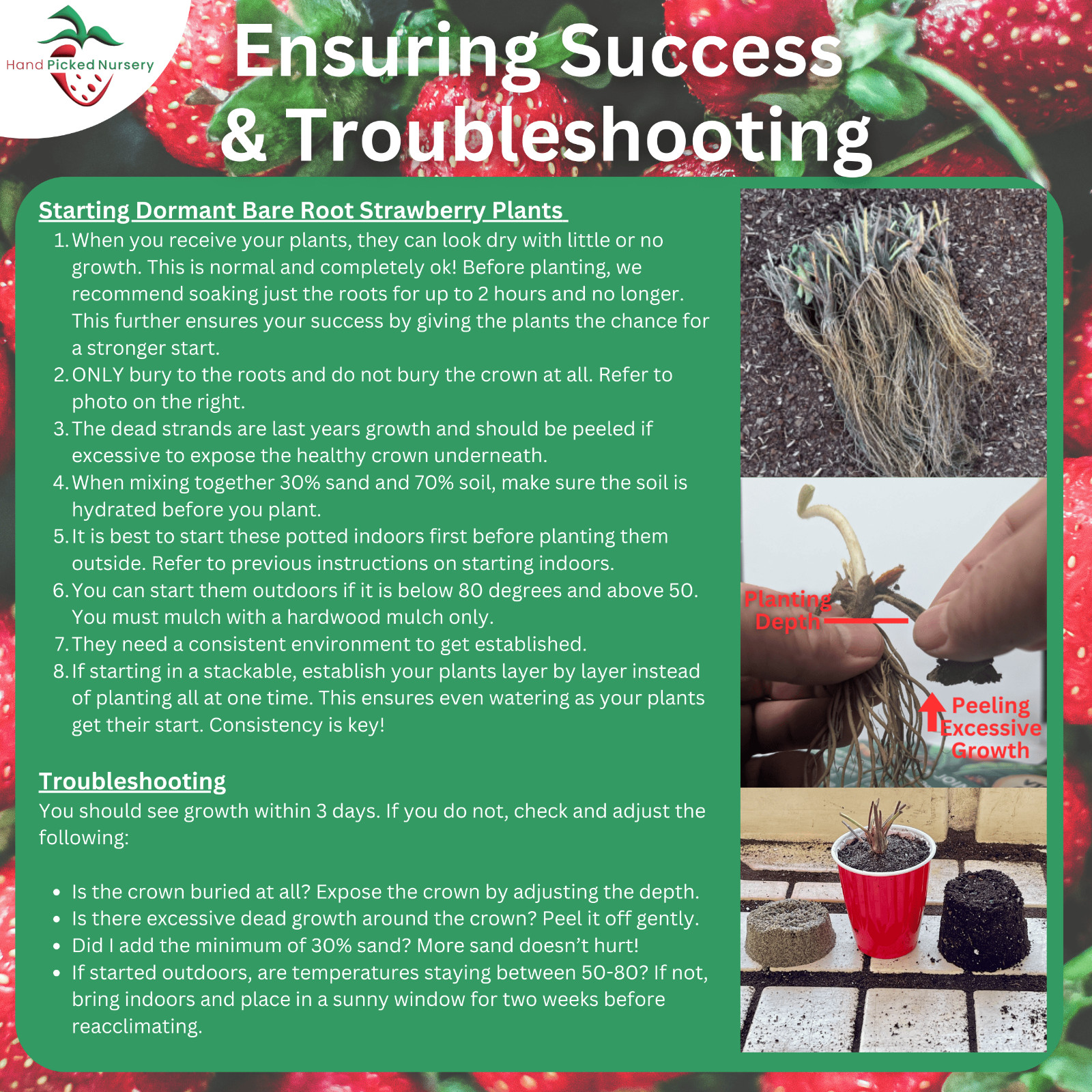 20 Everbearing Eversweet Strawberry Plants – Outstanding flavor! (20 Bare Root