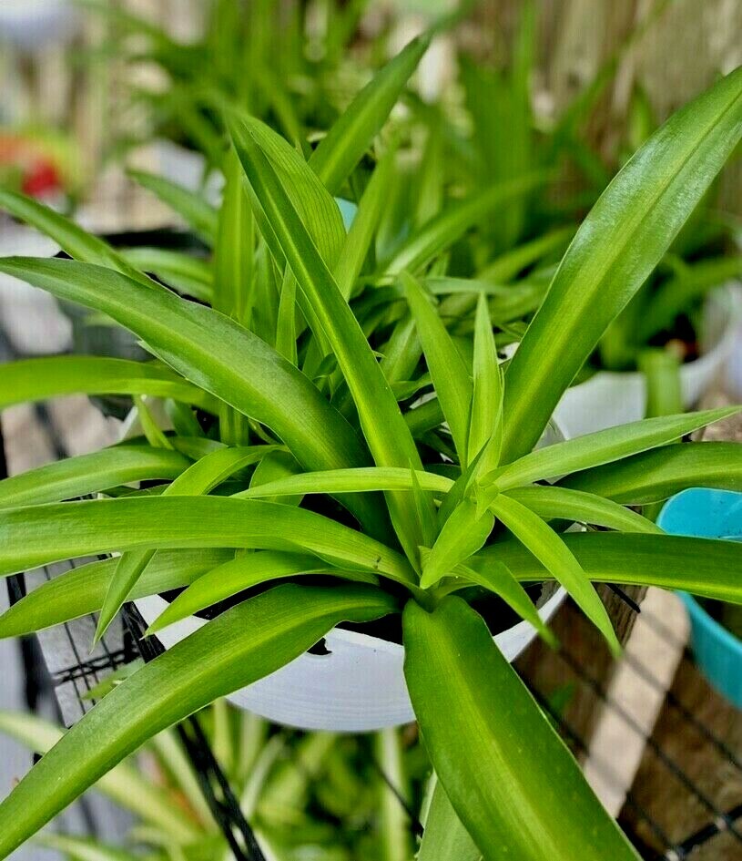 10 of air clear house plant rooted- spider plant all green bare rooted