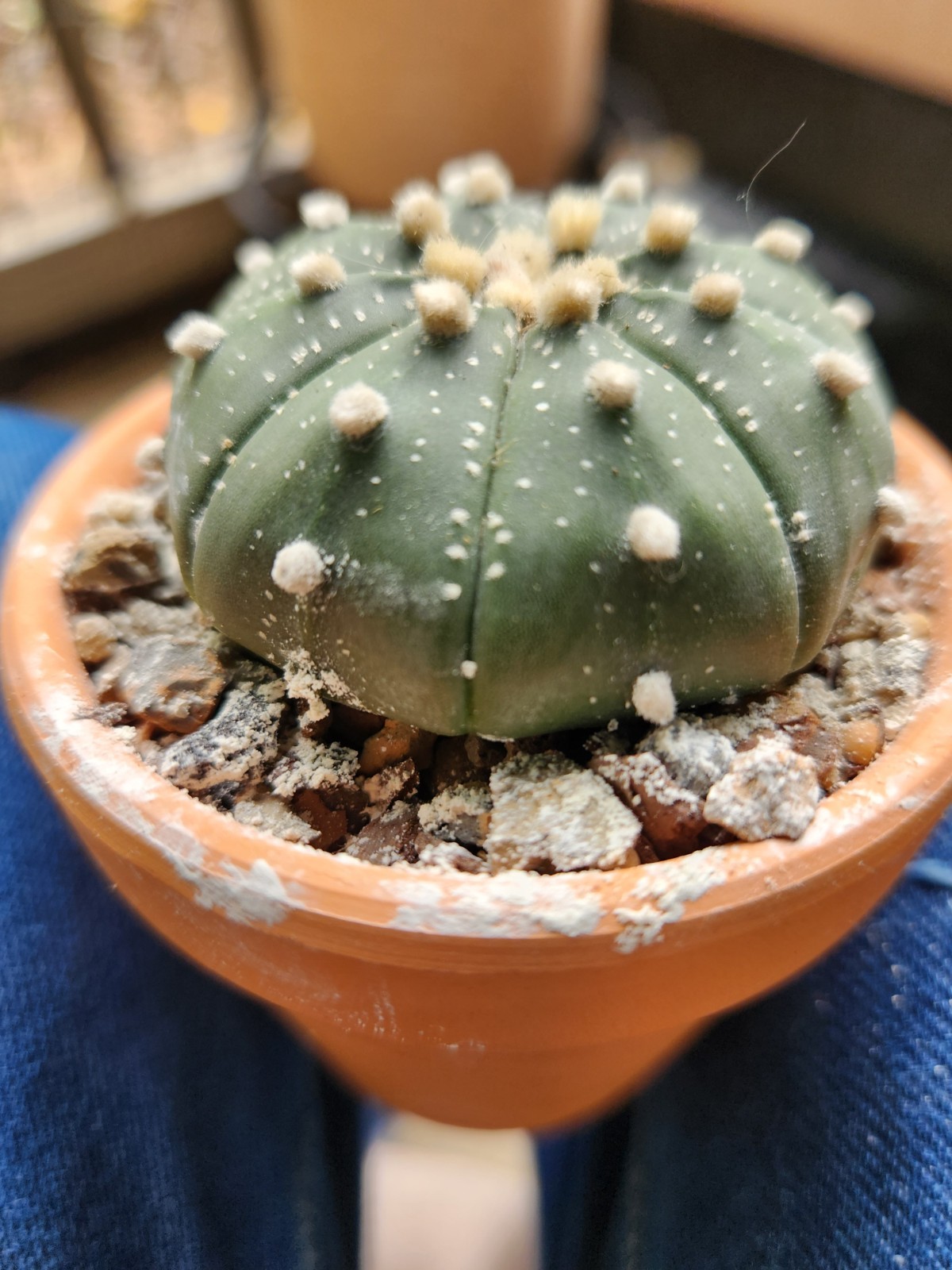 2 Astrophytum Asterias Sand Dollar Cacti
