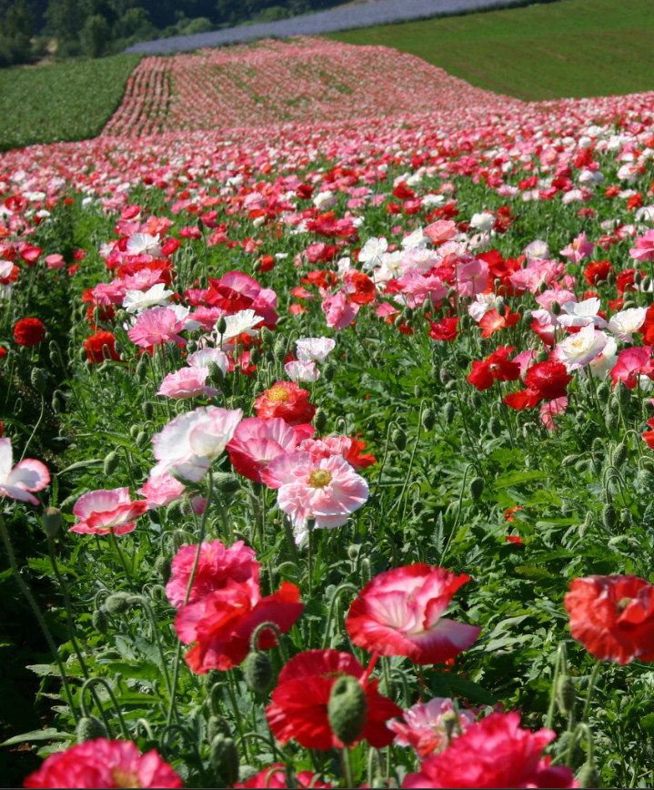Poppy SHIRLEY MIXED DOUBLE Pink Red White Blooms Reseeds Non-GMO 2000 Seeds