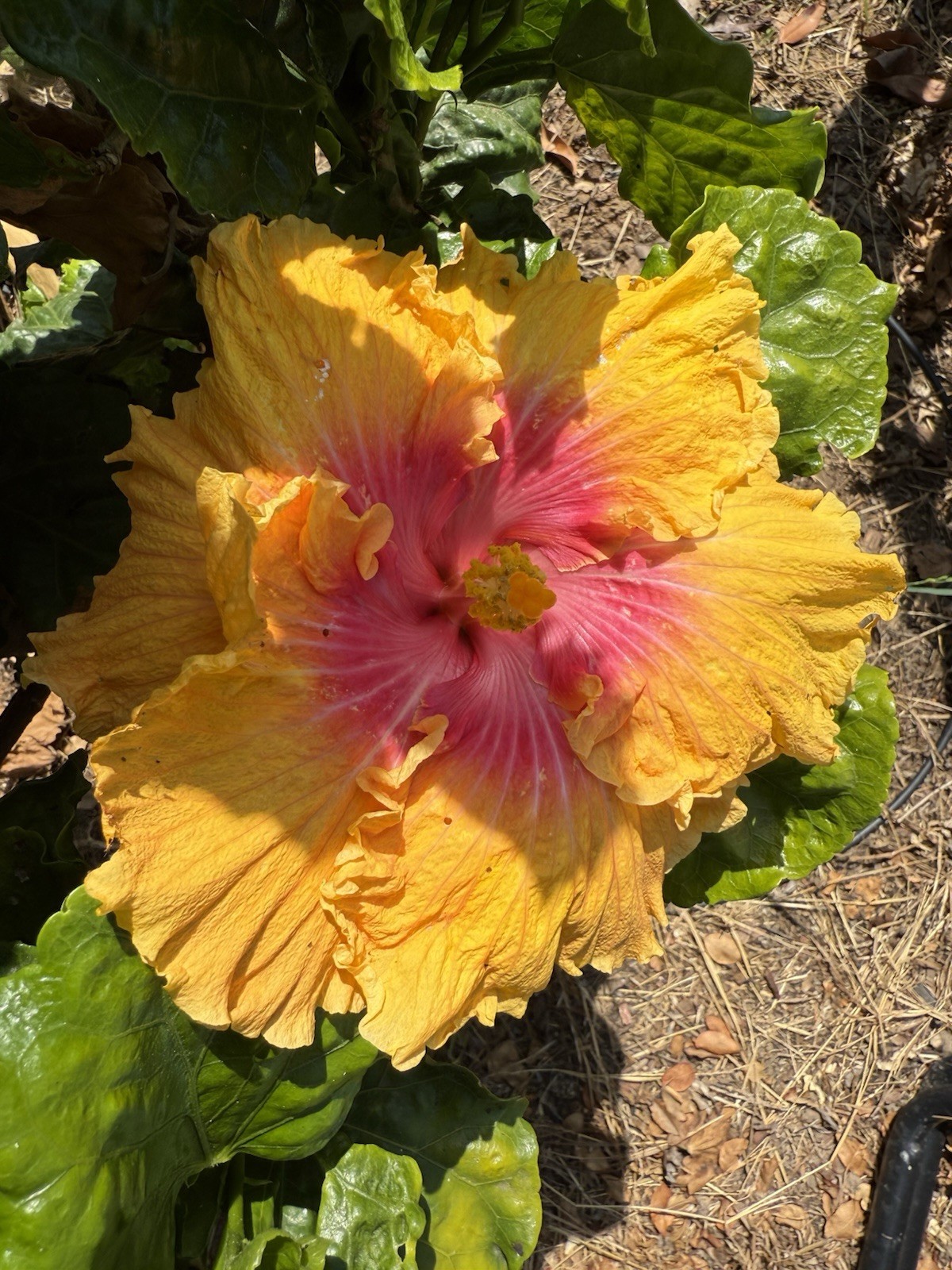 Tropical Hibiscus “Home Run” – One (1) fresh Unrooted Cutting