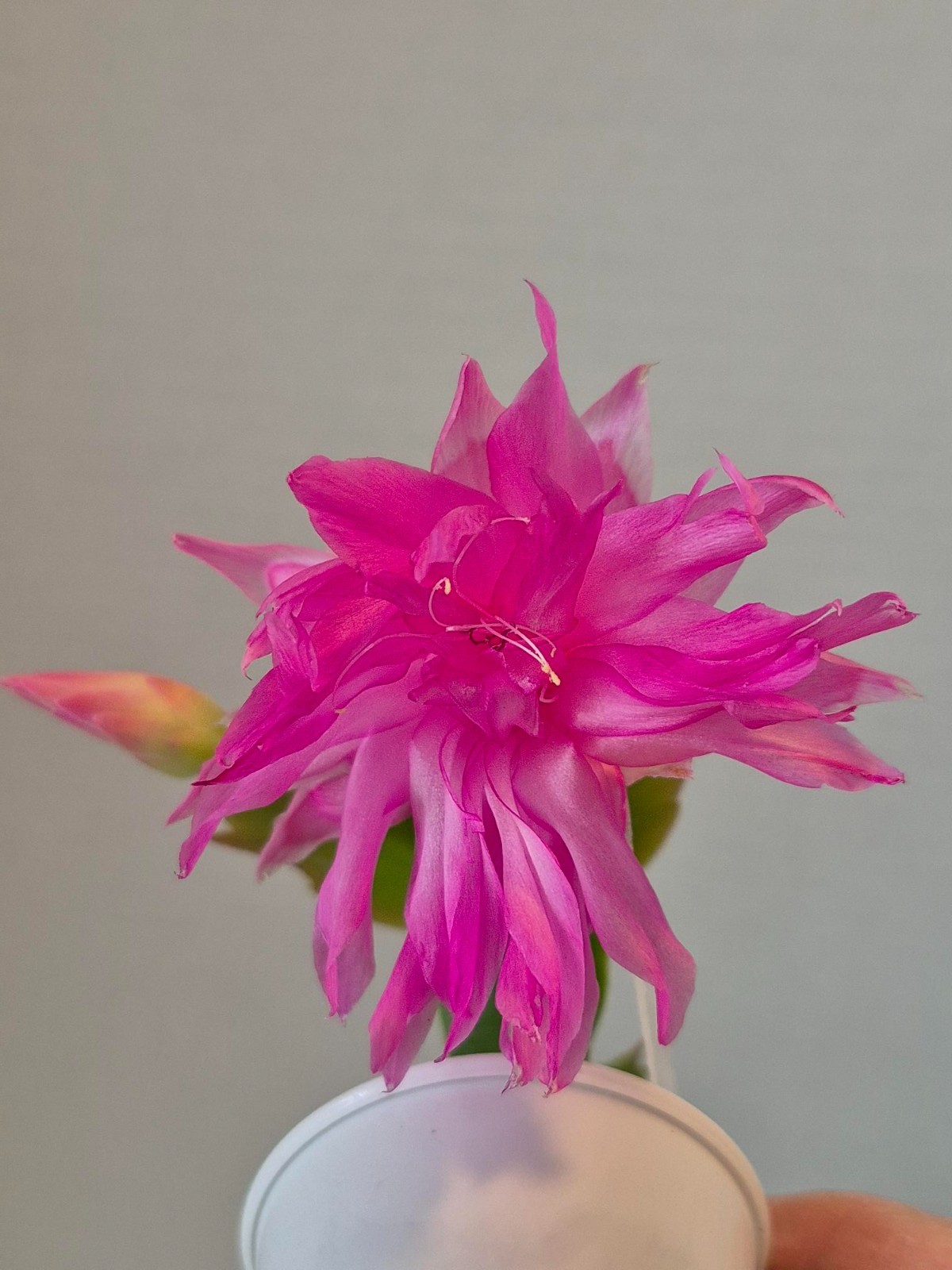 Double Frosted – Thanksgiving/Christmas Cactus Schlumbergera