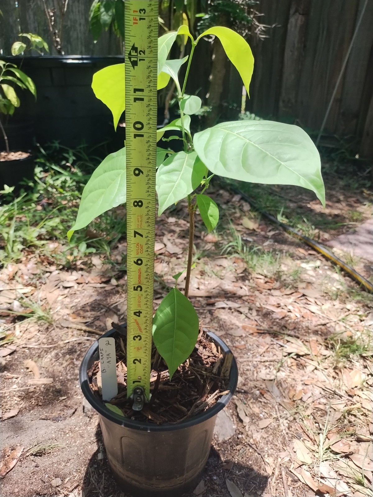 Rare South American Vine, Banisteriopsis C. Plant #2
