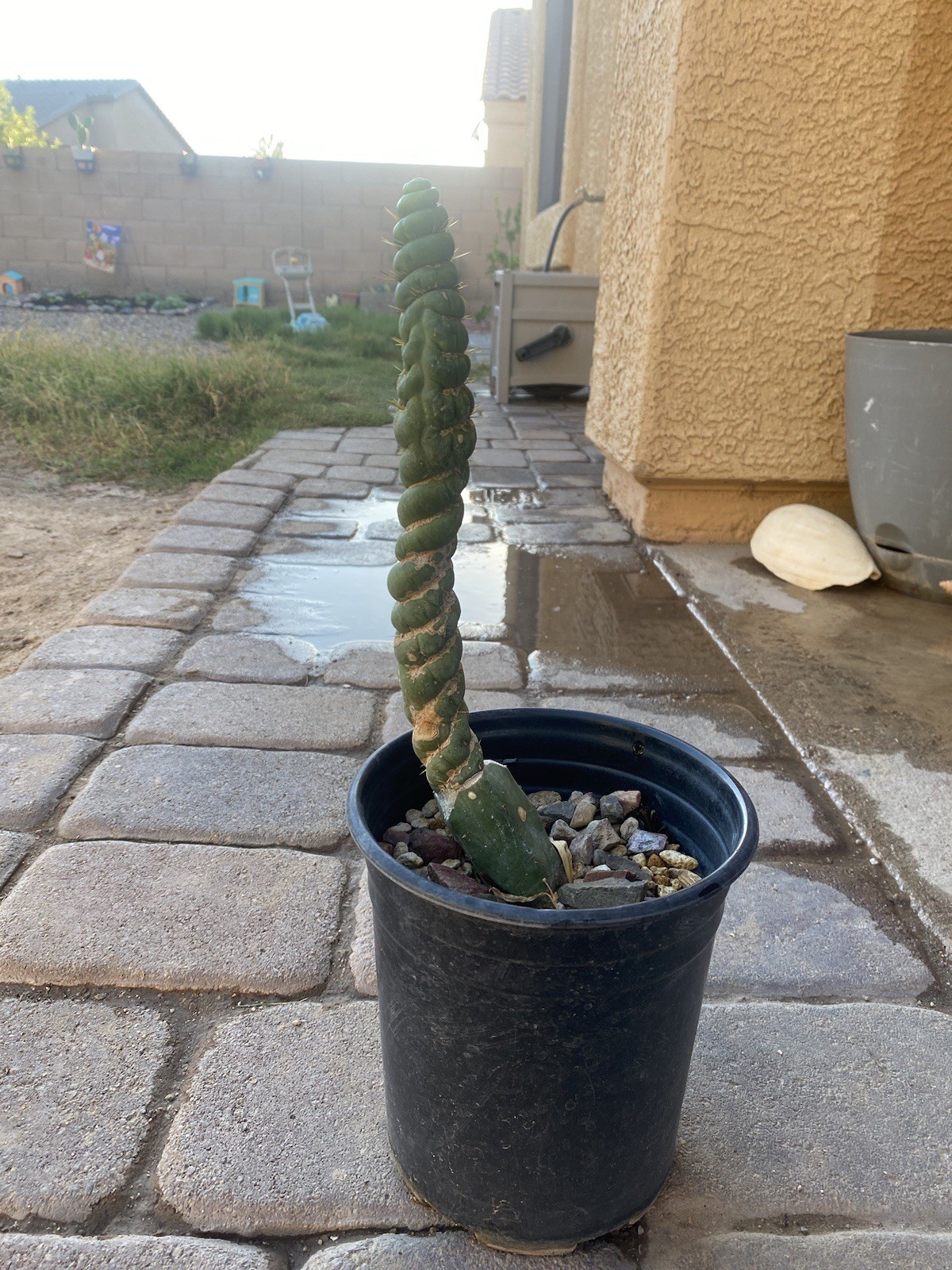 Unicorn Cactus Spiralis