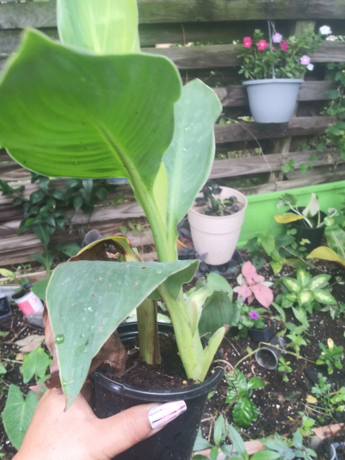 TROPICANNA CANNA Tropical orange blooms well rooted, Ships In Pot