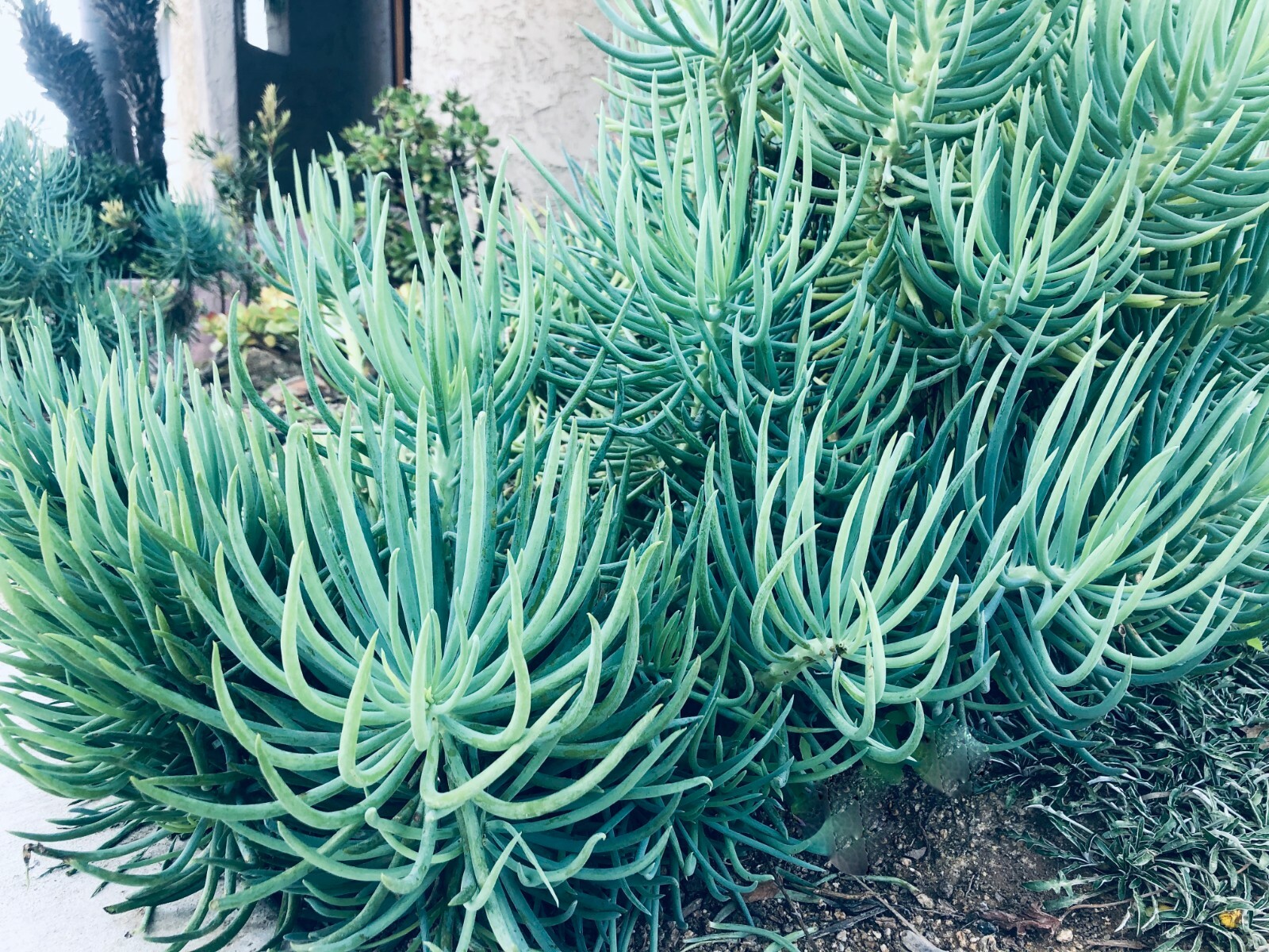 Blue Serpents Chalk Fingers Senecio Vitalis Succulent Plant Huge 6″ Cutting