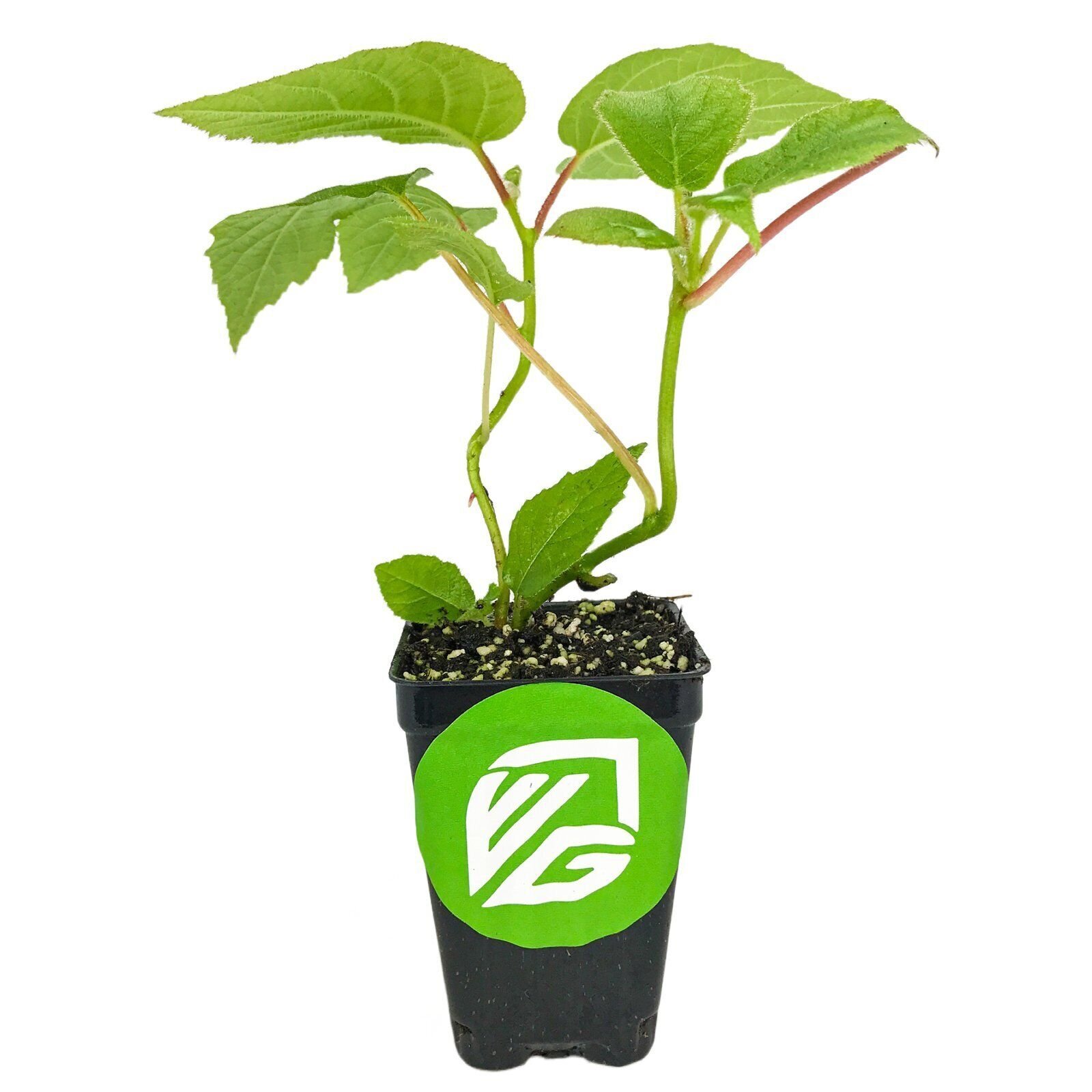 Vincent Female Kiwi – Actinidia chinensis – Live Plant