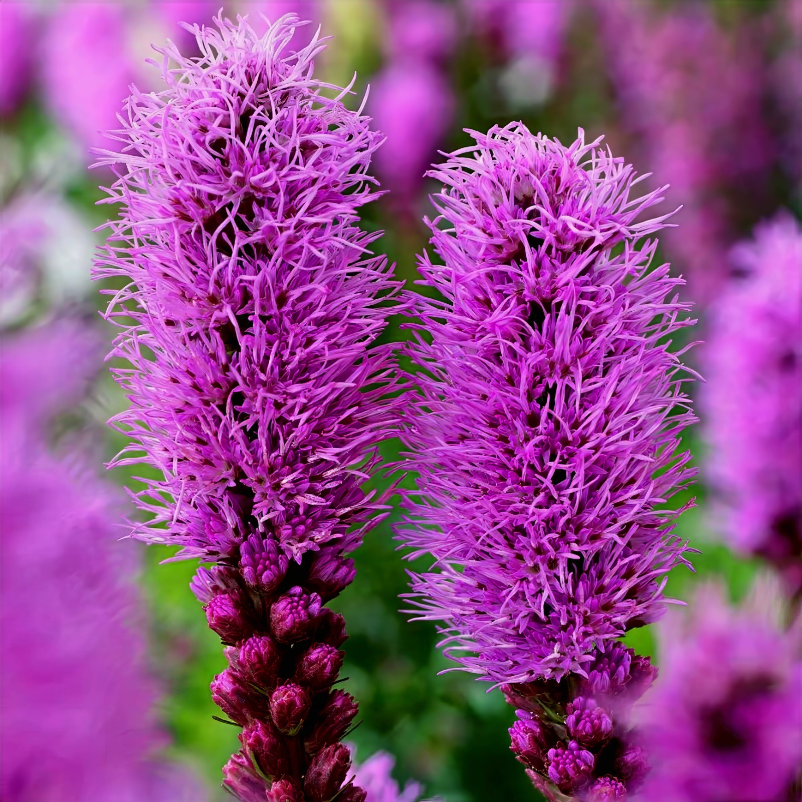50 PURPLE BLAZING STAR FLOWER SEEDS Liatris spicata Cold Hardy-3 Butterfly Plant