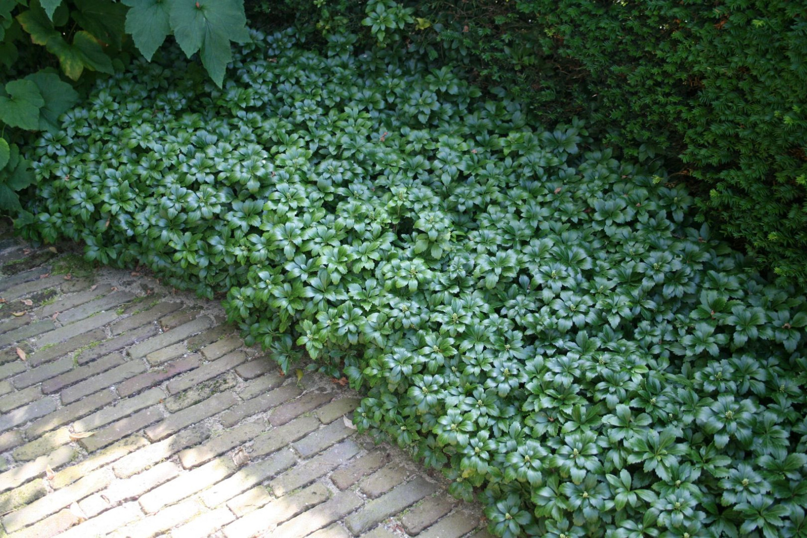Pachysandra Green Sheen 25 Plants in 2.5-inch Pots