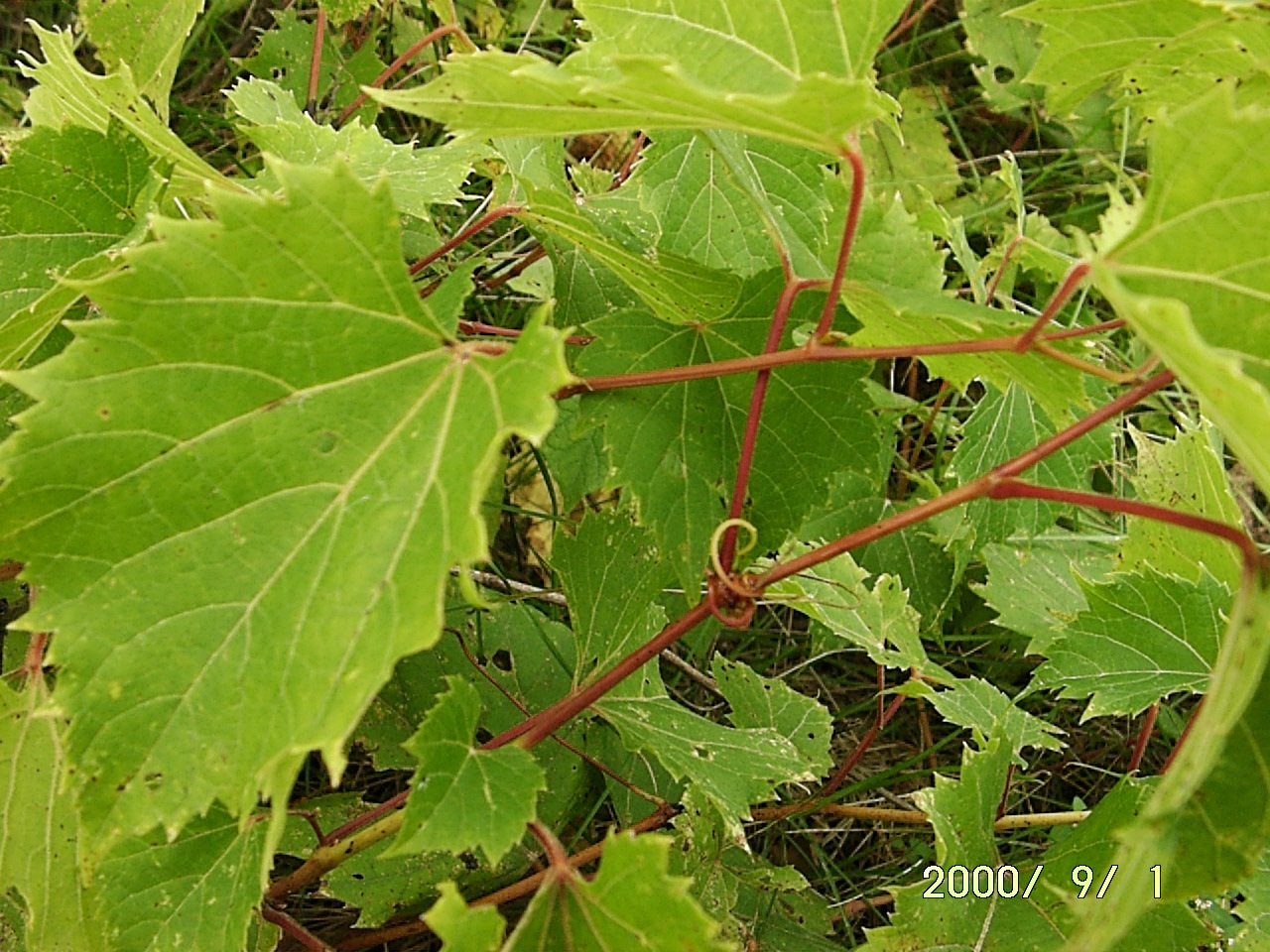 Riverbank Grape, Vitis riparia, Vine Seeds (Edible, Hardy, Fall Color, Showy)