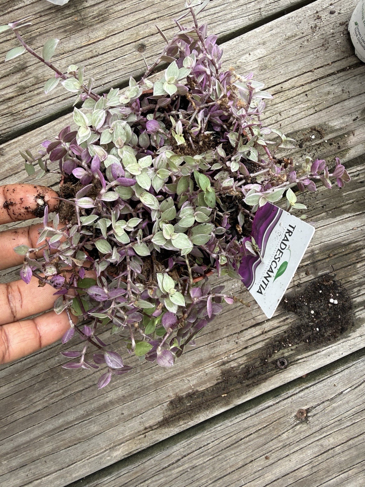 Wandering Jew Pink White And Green Color