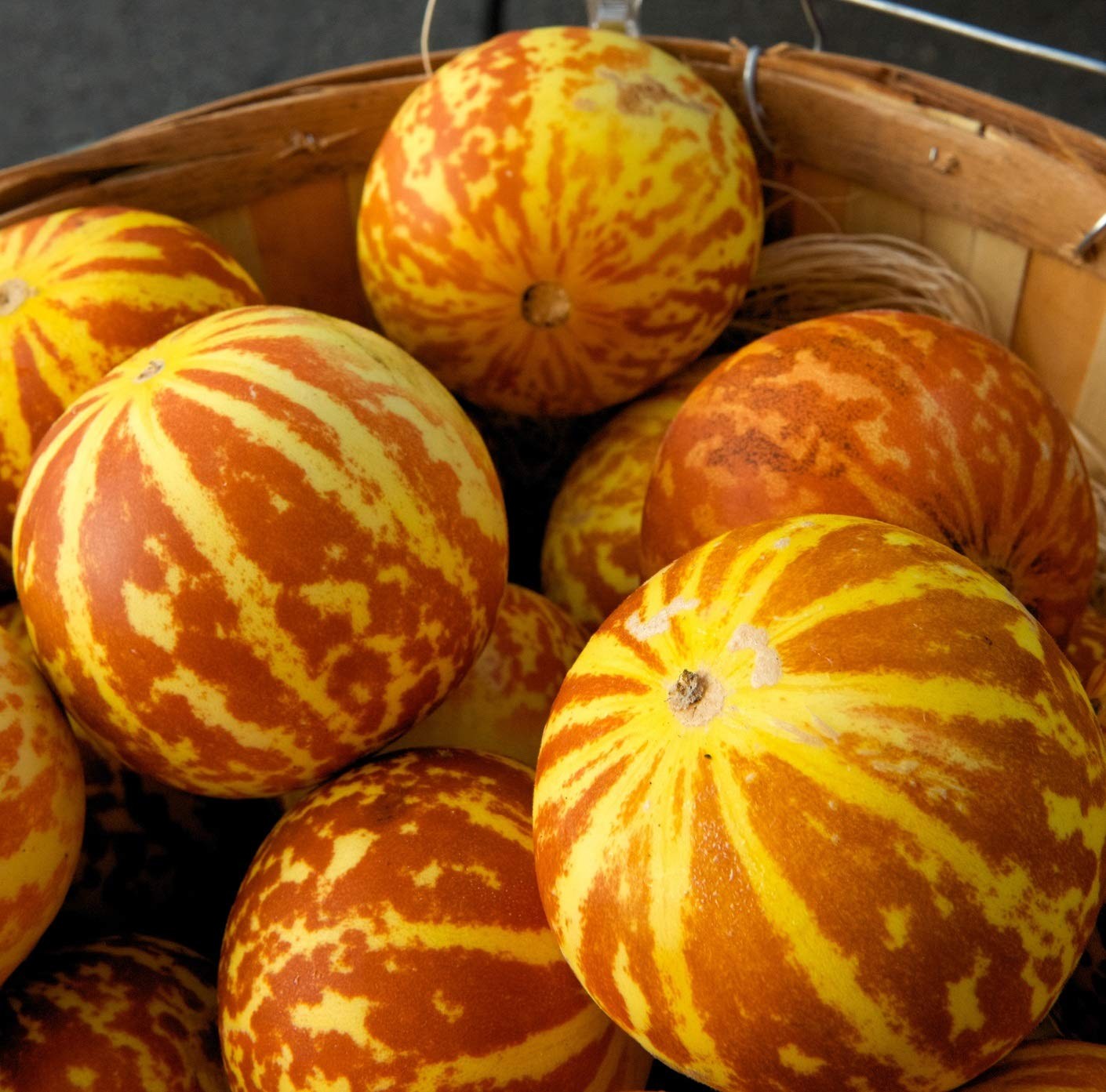 Tigger Melon Seeds – 20 Rare Produces 6-9 Melons in 60-70 Days – Exotic Fruit