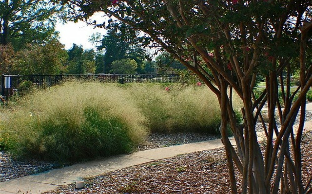 SAND LOVEGRASS Eragrostis Trichoides – 100+ SEEDS