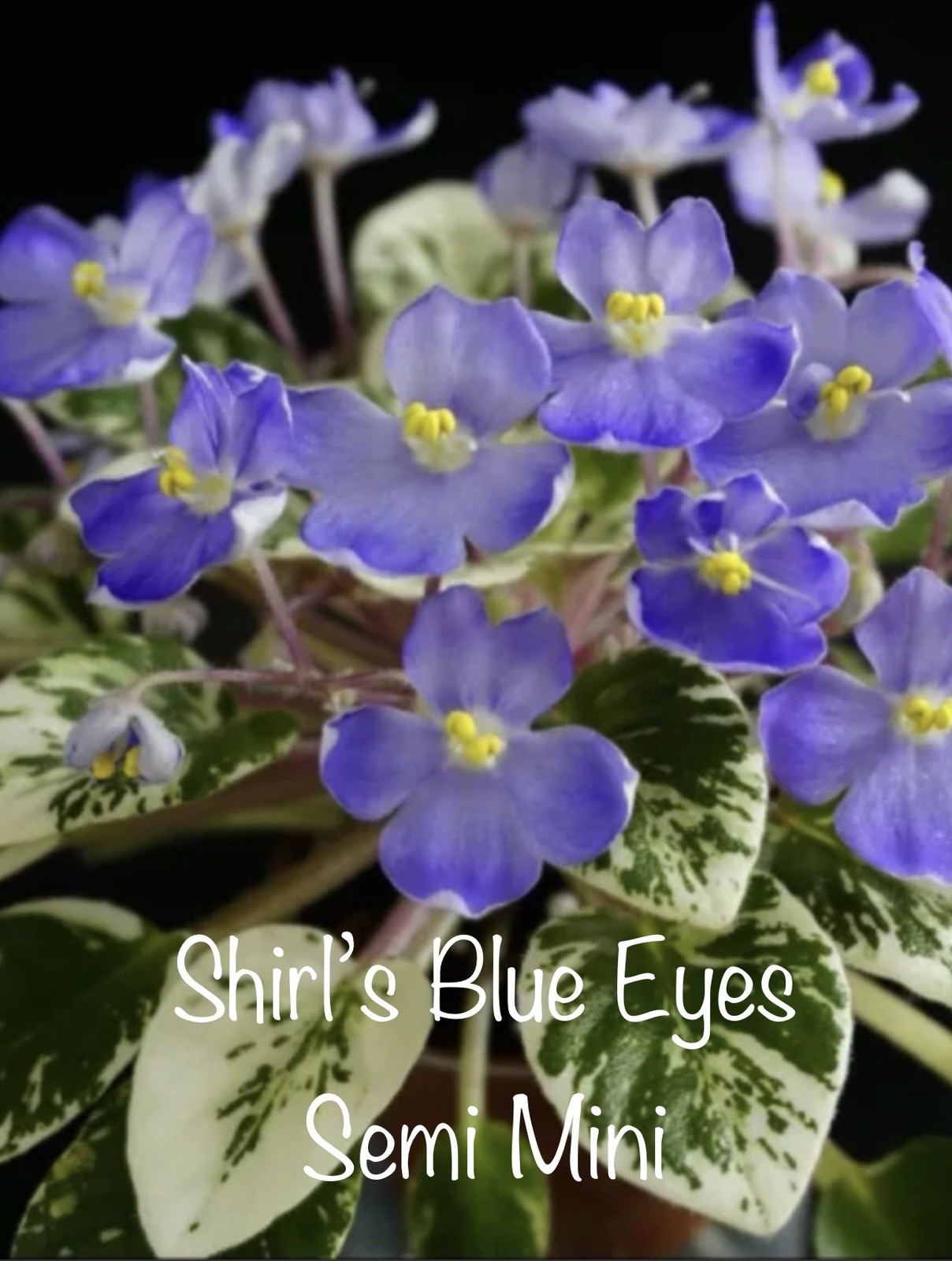 Buyers Choice Mini/Semi Mini Violet 3 Plant Collection. FREE SHIPPING!!!