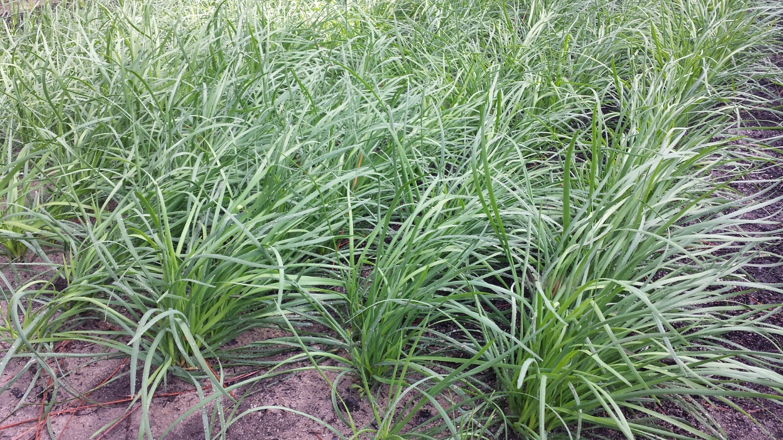 35 Live Stalks Garlic Chives Leek Plant Bare Root Organic Non-GM 老韭菜根