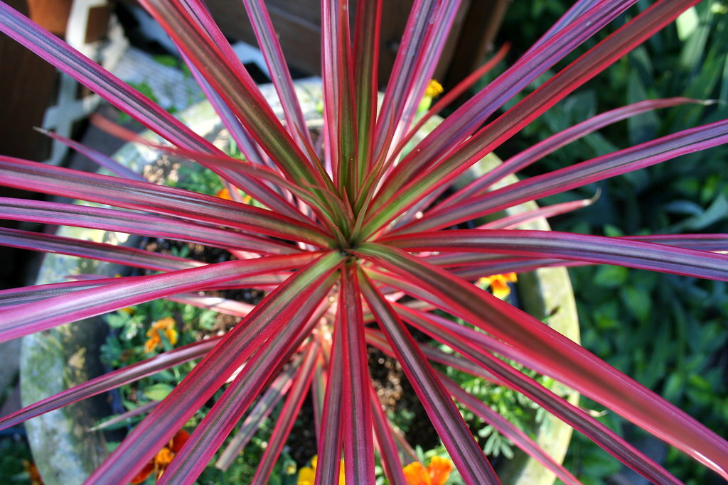 DRACAENA SPIKES GL 5000 SEEDS