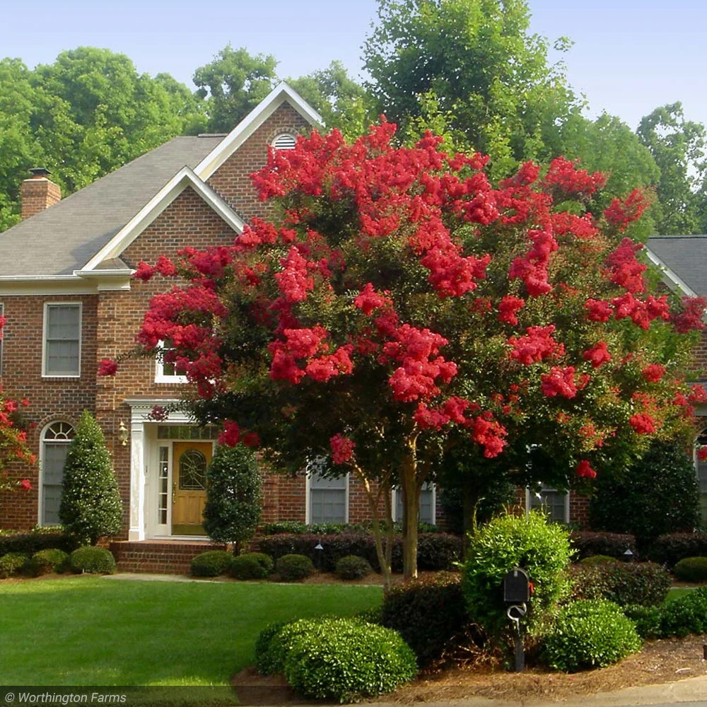 1 Red Crape Myrtle 12-18″ Tall Starter Shrub Bare Root