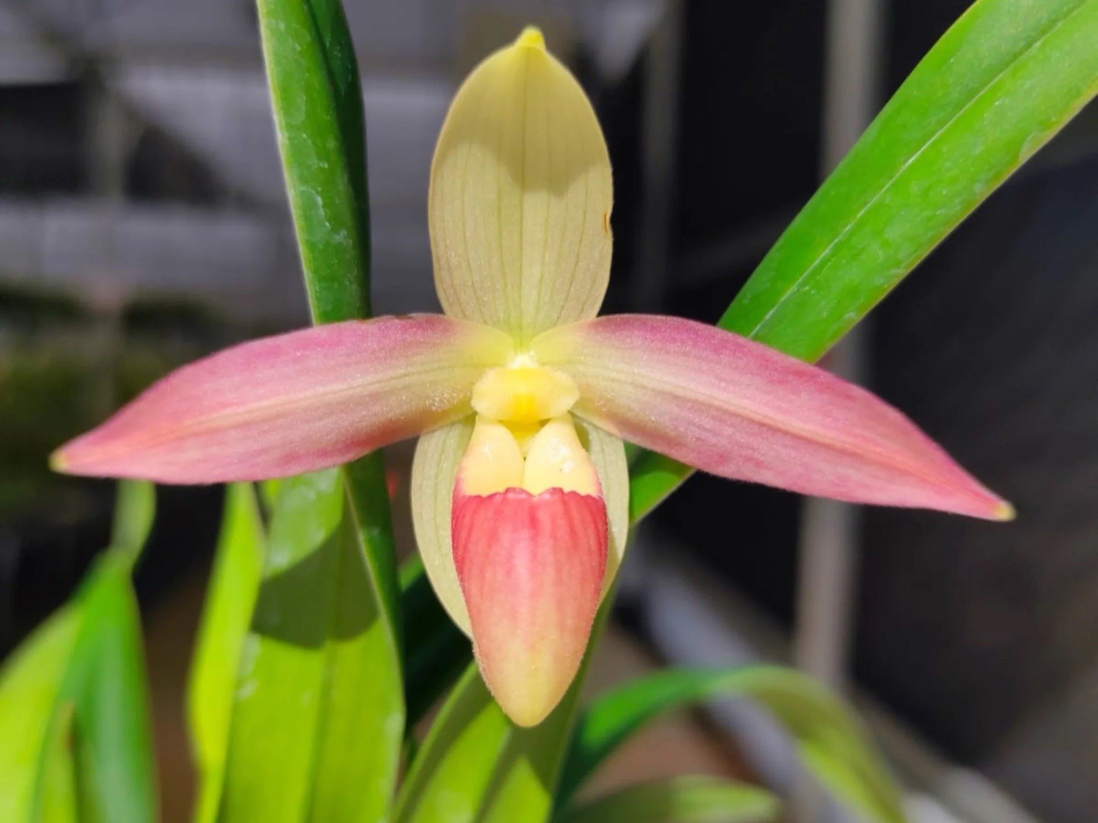 Phragmipedium Eric Young Orange Yellow Pink NBS Orchid New Import 4” RePot