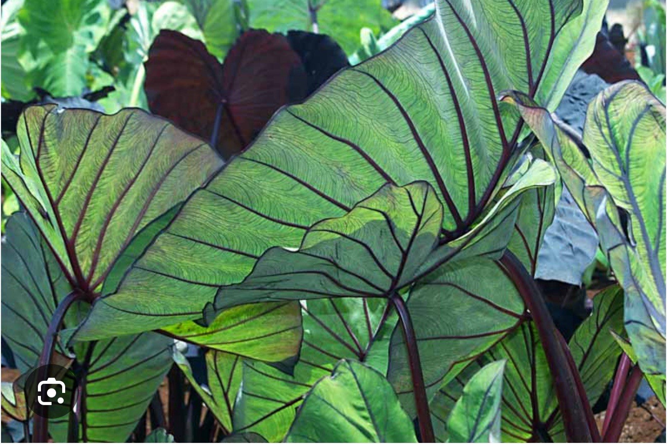 Blue Hawaii -Colocasia esculenta- Elephant Ear-SMALL ROOTED STARTER Plant