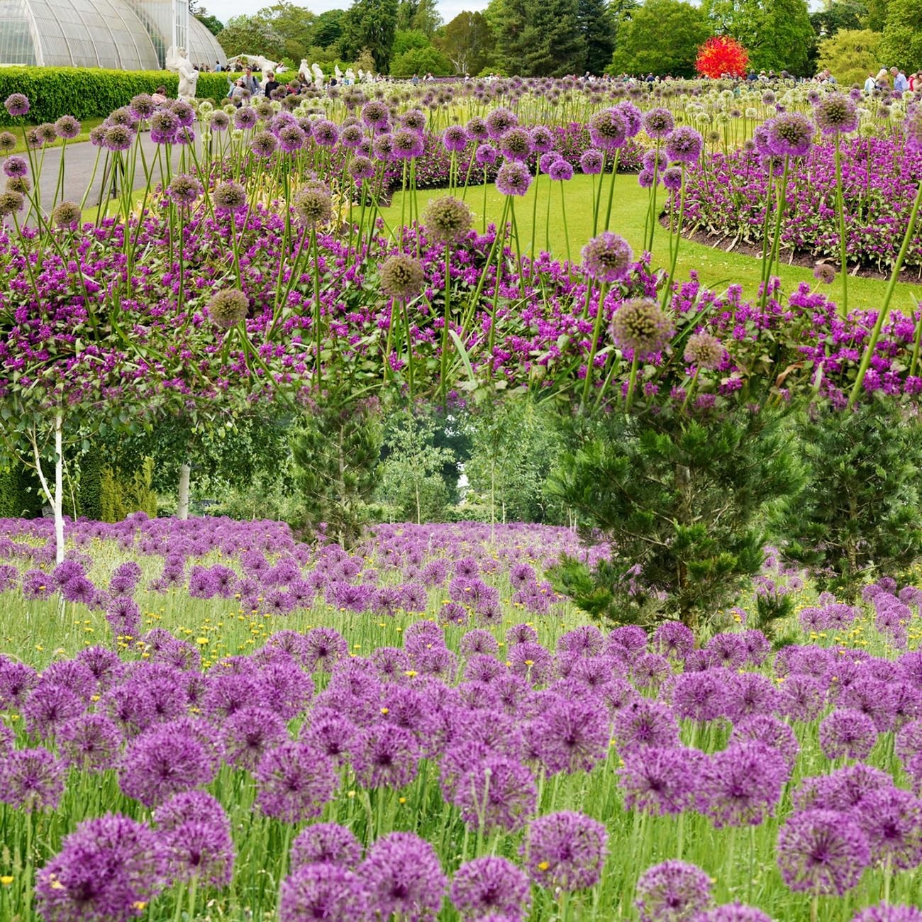 1000+ Purple Blue Rare Plant Flower Seed for Planting Giant Allium Seeds for …
