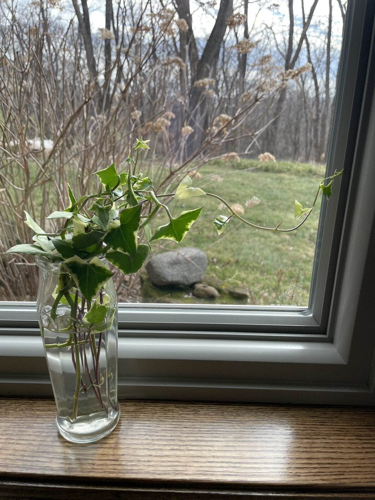 Wax Ivy, Senecio macroglossus Succulent – 3 cuttings, Very Easy to grow .