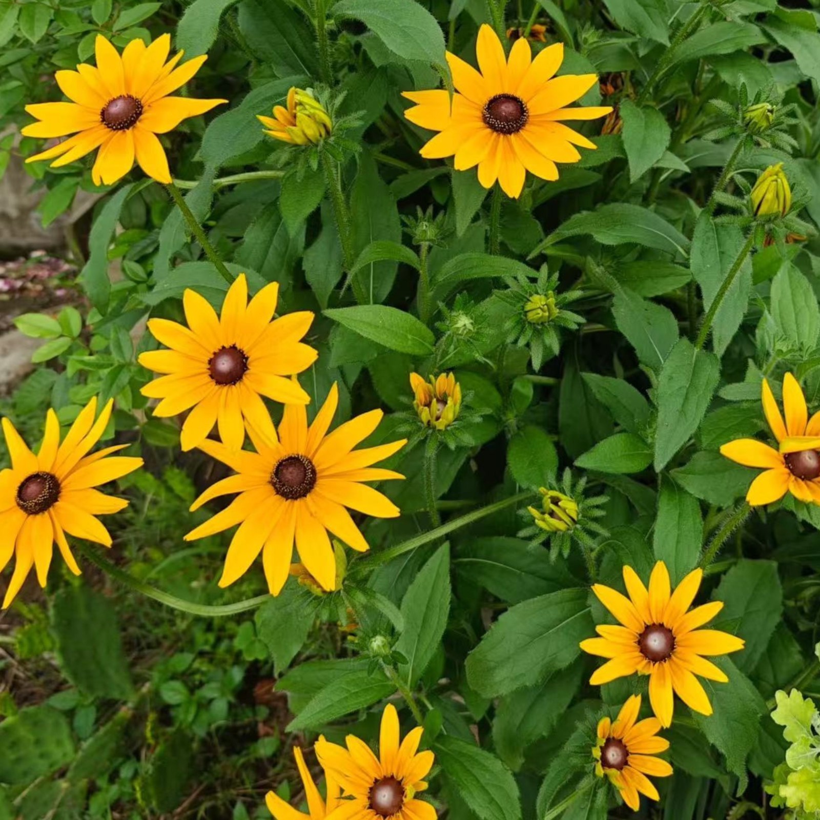 500 Black Eyed Susan Seeds Bright Yellow Daisy-Like Blooms for Garden Zones 3–9