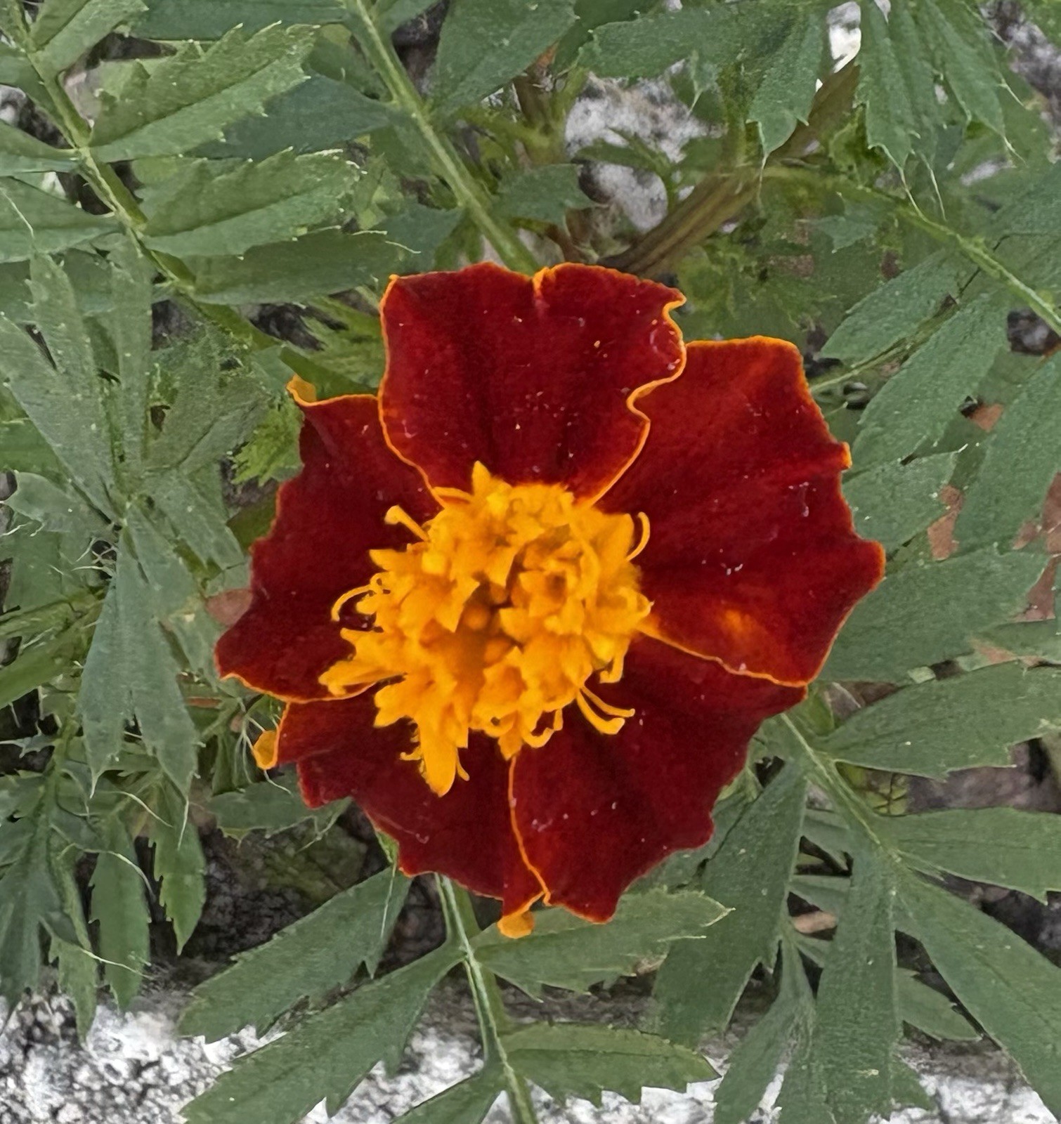 MARIGOLD FLAMING ORANGE FLOWER SEEDS 25+ Garden Seeds FREE SHIP