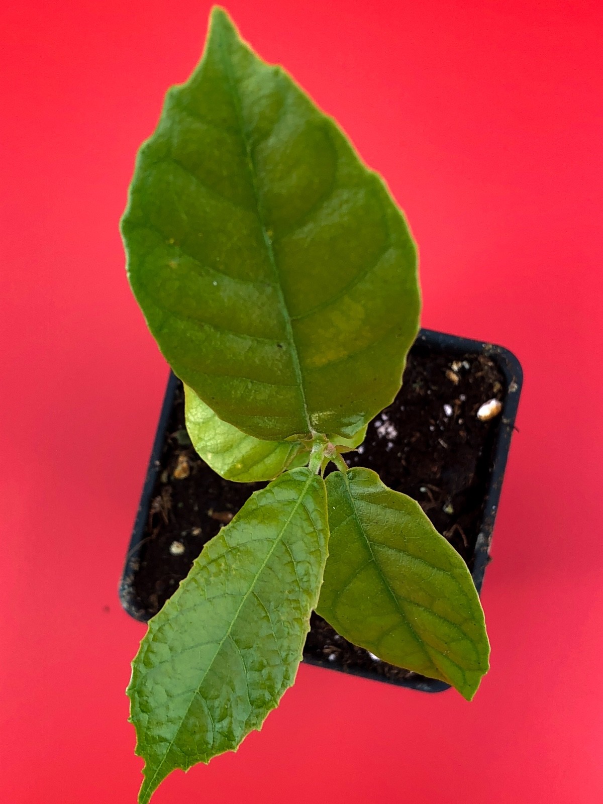 Kwai Muk Artocarpus Hypargyreus Tropical Fruit Tree Starter Plant