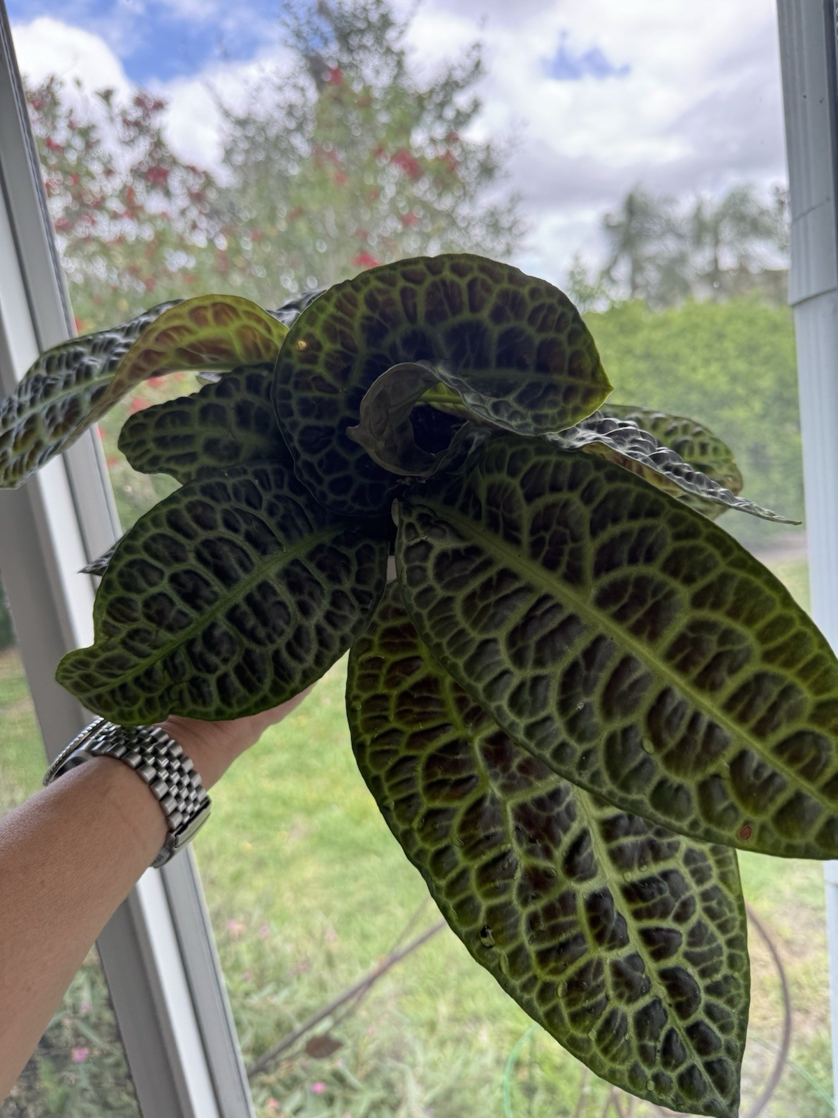 RARE Exotic Labisia Turtle Back — LARGE