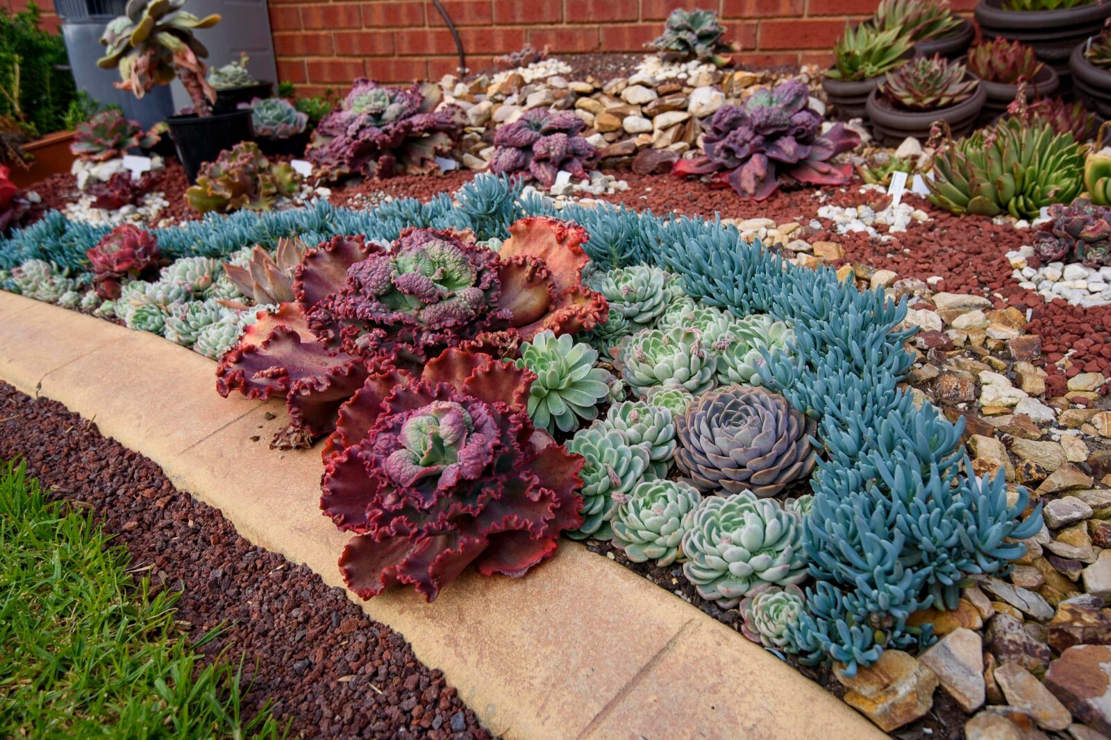 5X Senecio Dwarf Mini Baby Blue Chalk Sticks Serpens 3+” Succulent Cuttings