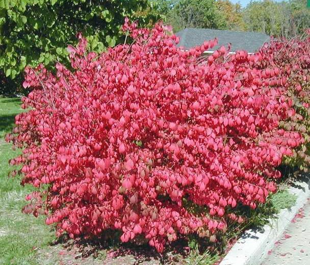 Dwarf Burning Bush plant 4″ pot Hardy Shrub (Euonymus alatus)