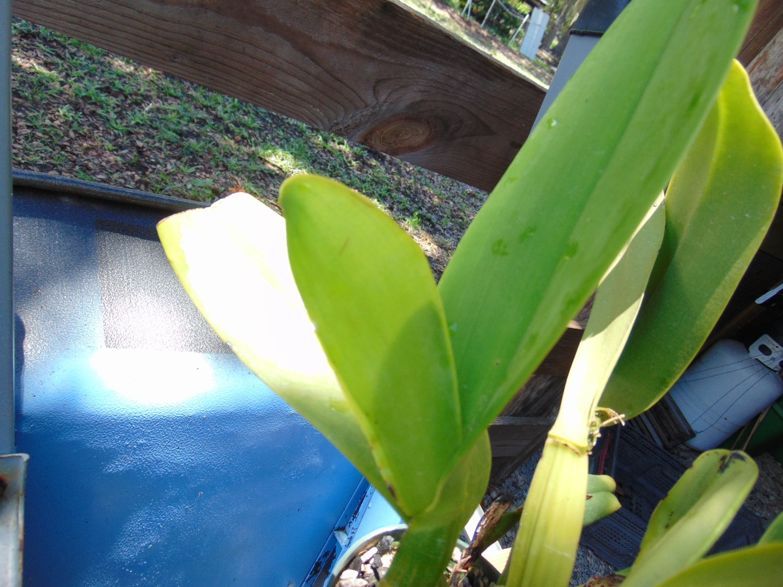 NO TAG Catlleya Hybrid 2 SHEATHS 6″ pot LARGE PLANT