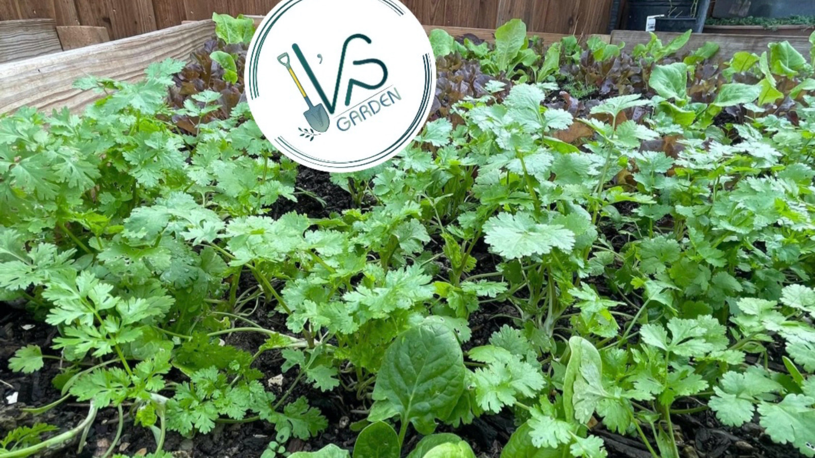 CILANTRO SEEDS, CORIANDER LEAVES, 香菜, 고수, RAU MÙI, NGÒ RÍ |NEW SEEDS|