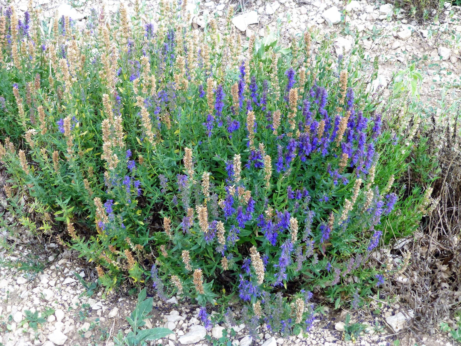 150 Portuguese SPIKE LAVENDER Lavandula Latifolia Blue Purple Flower Herb Seeds
