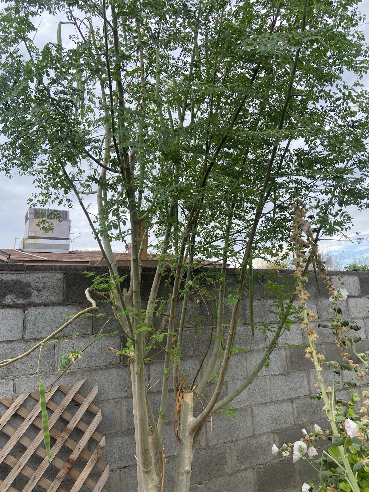 Moringa Oleifera Tree 5-10”. Live Plant 100% Organically Grown