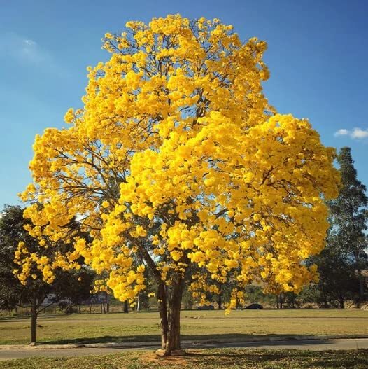 Golden Trumpet Tree Seeds for Planting (50 Seeds) – Handroanthus chrysanthus