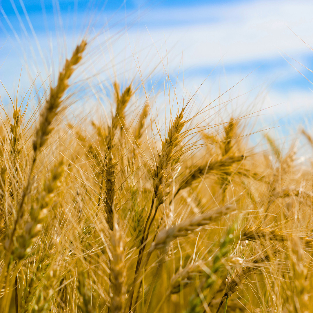 Fresh Wheat Seeds | Hard Red Winter | Organic | Heirloom Non-GMO | Grain Seeds
