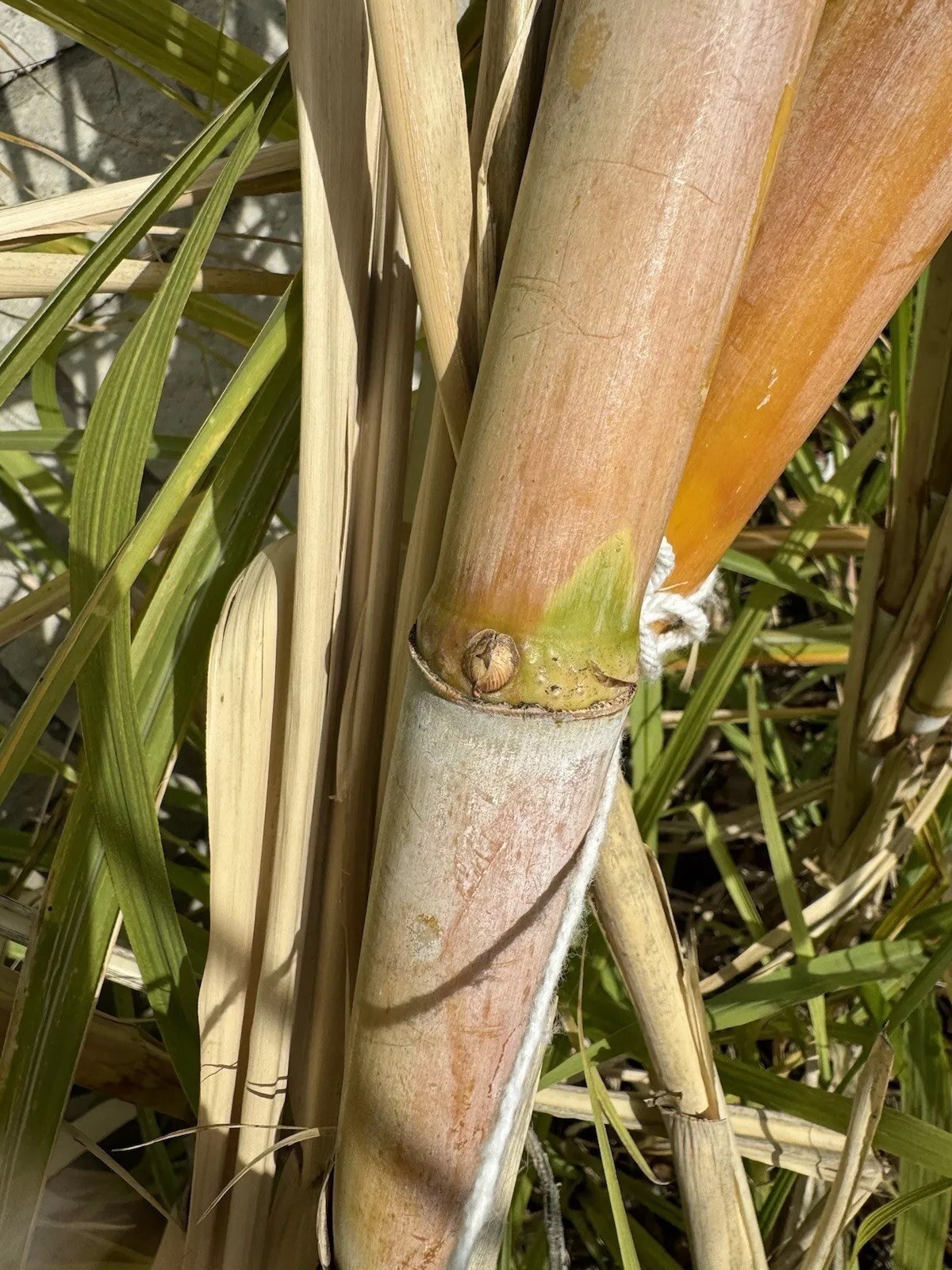 5pcs GREEN YELLOW SUGARCANE Cutting Sticks-ORGANIC