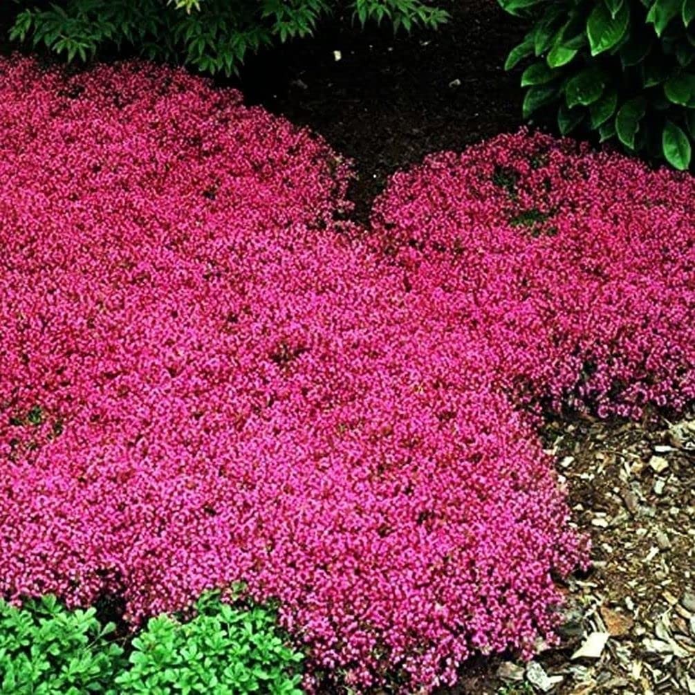 Thyme Seeds 2000 Mix Red Creeping Seeds for Planting- Wooly Thymus Dwarf-Elfi…