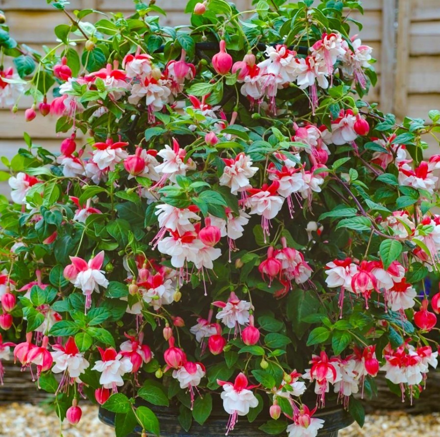 Swingtime Fuchsia Starter Live Plant – 6-10″ Tall – 5″ Pot – Zones 9-11