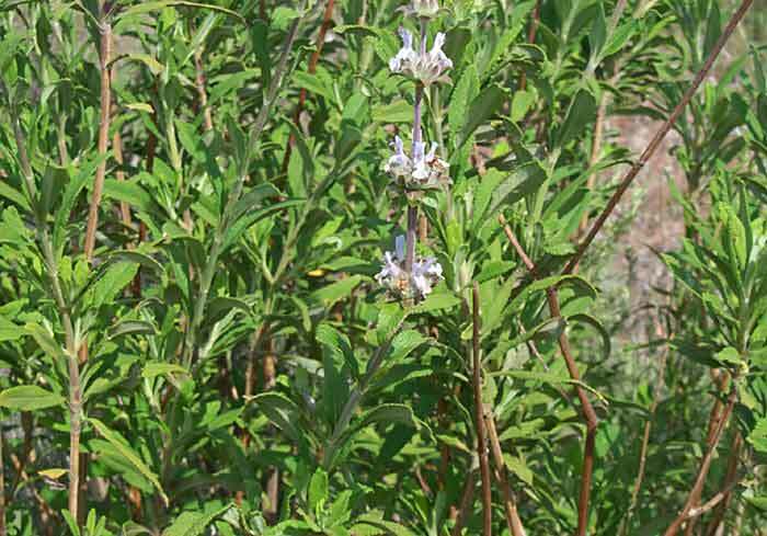 Black Sage (Salvia mellifera) Seed Pack -Over 200 Seeds-