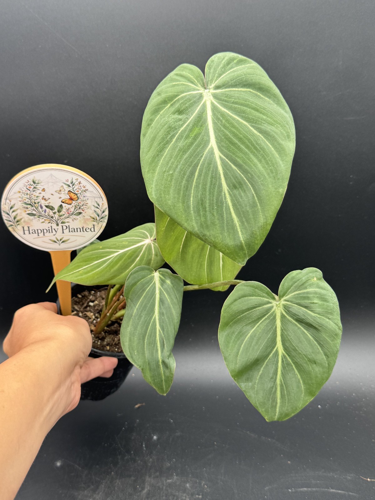 Philodendron Gloriosum – 4″ Pot – Free Shipping